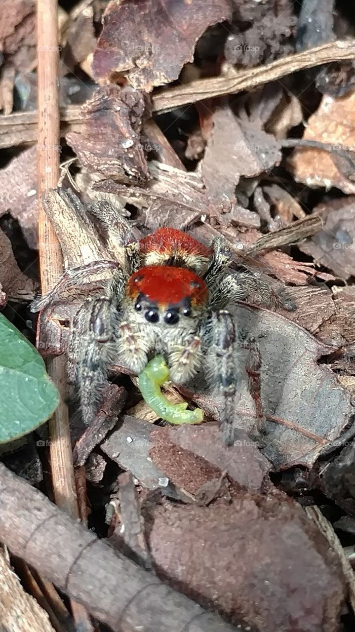 Insect, Nature, Wildlife, Animal, Little