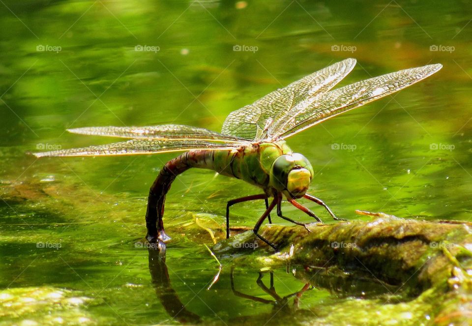 dragonfly