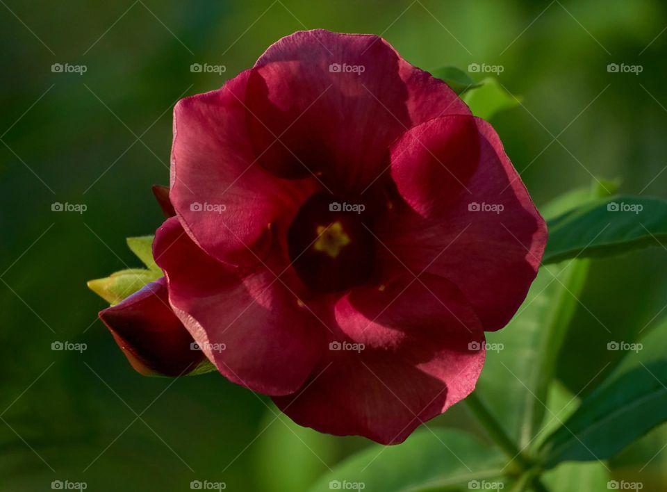 Floral photography  - allamanda