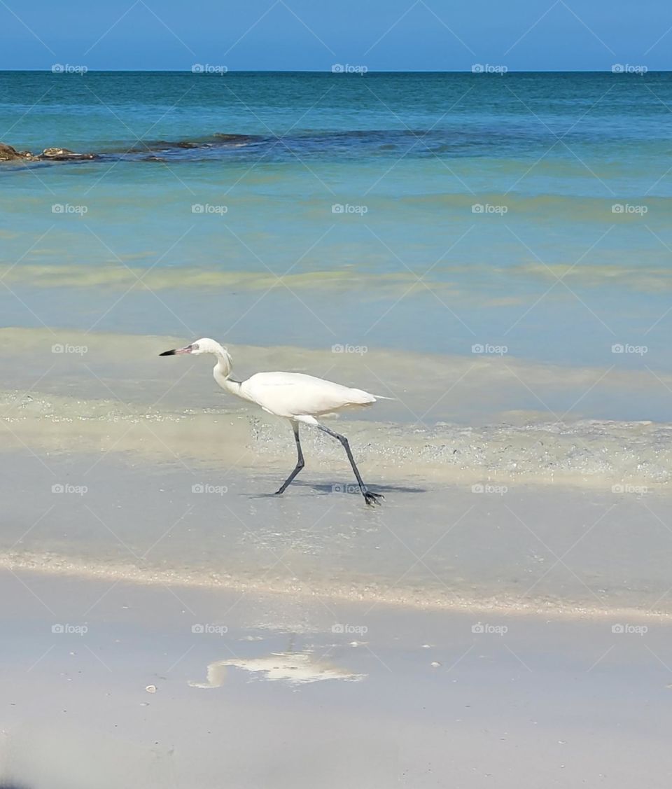 el color blanco de la garza