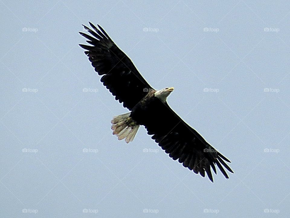 Bald Eagle in Flight
