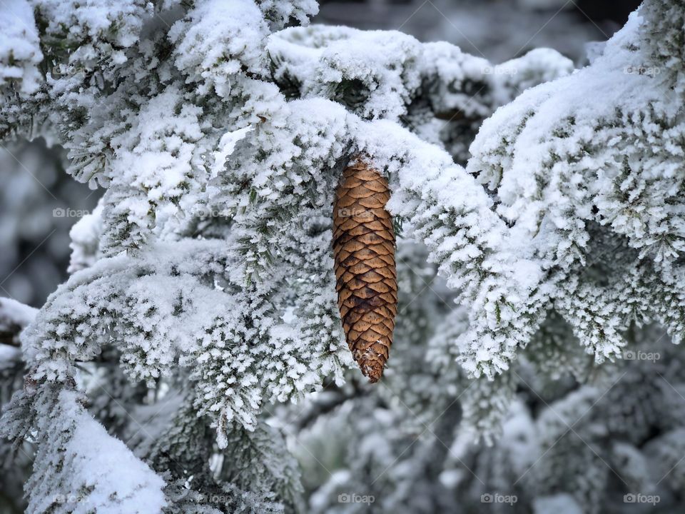 Pine cone