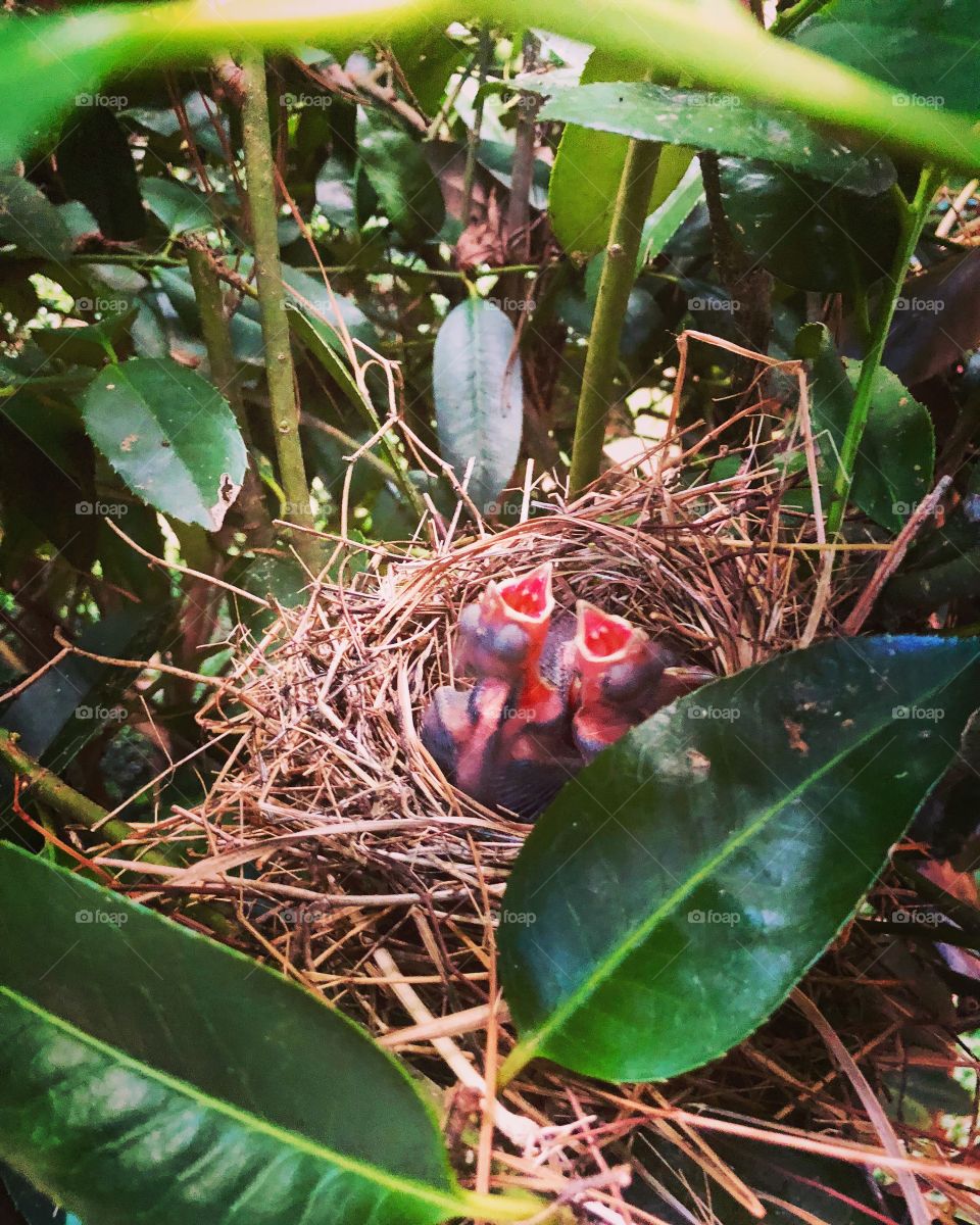 Cardinal baby birds awaiting dinner 