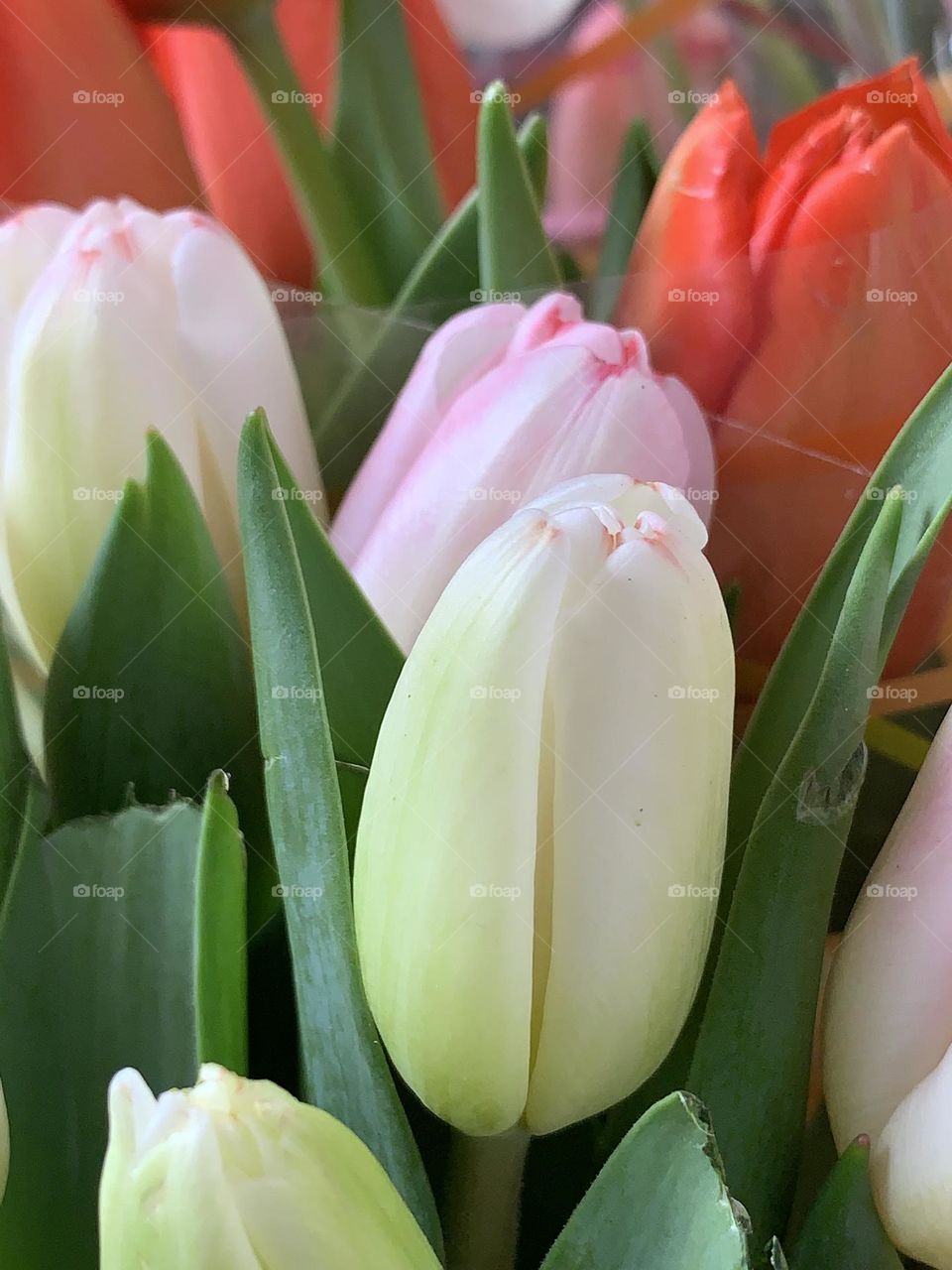 Bouquet of beautiful tulips