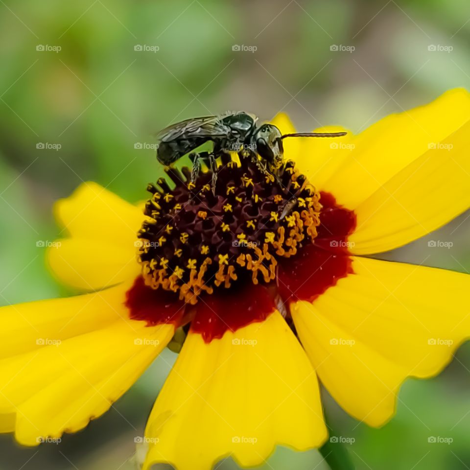 Macro of a tiny black bee on a dime size colorful yellow and red wildflower