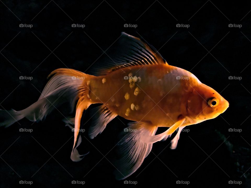 My dearest goldfish with it's beautiful gold colors in dark background