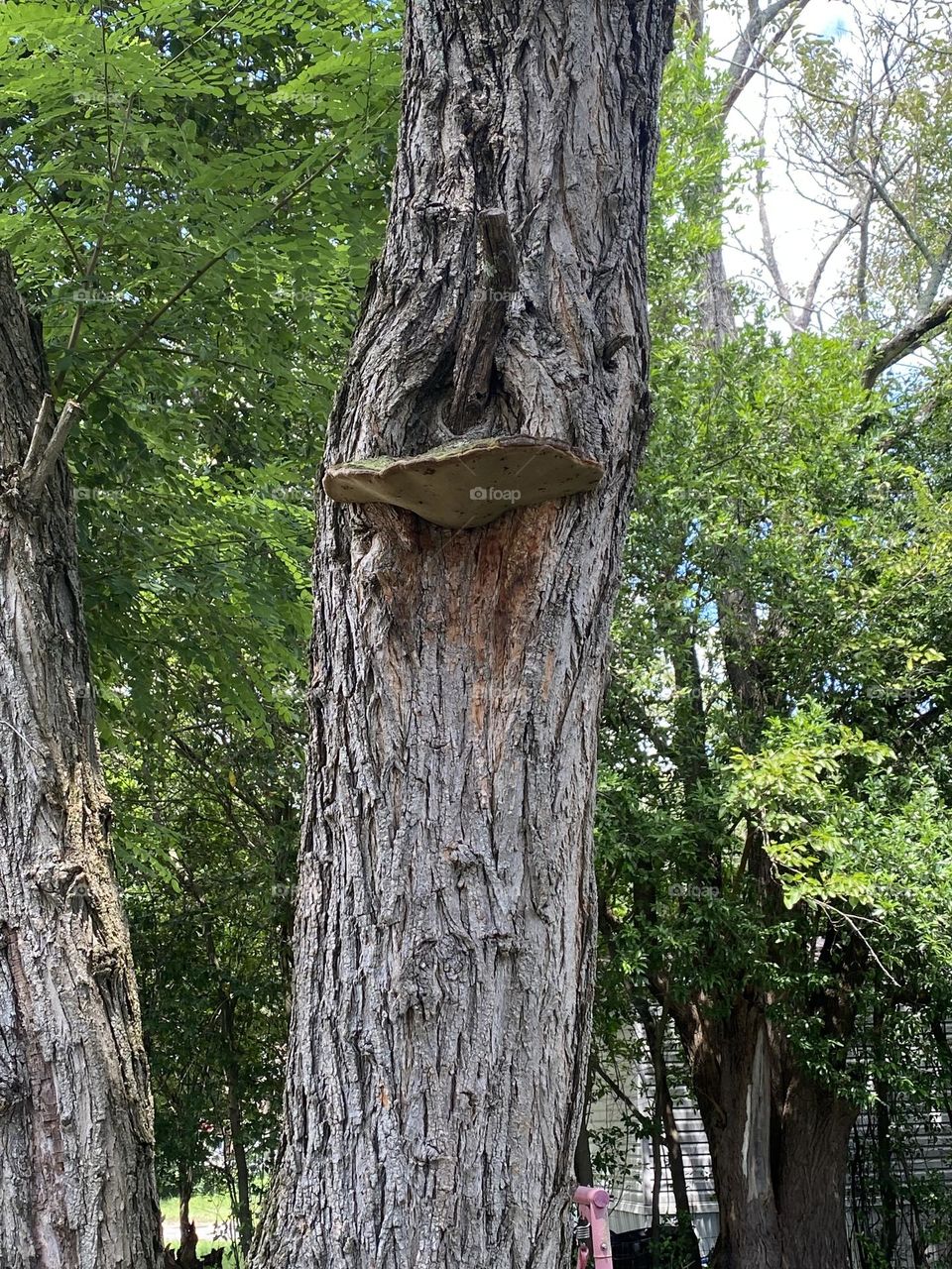 A big mushroom on a tree 