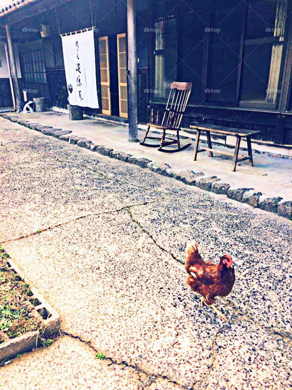 Stray Chicken