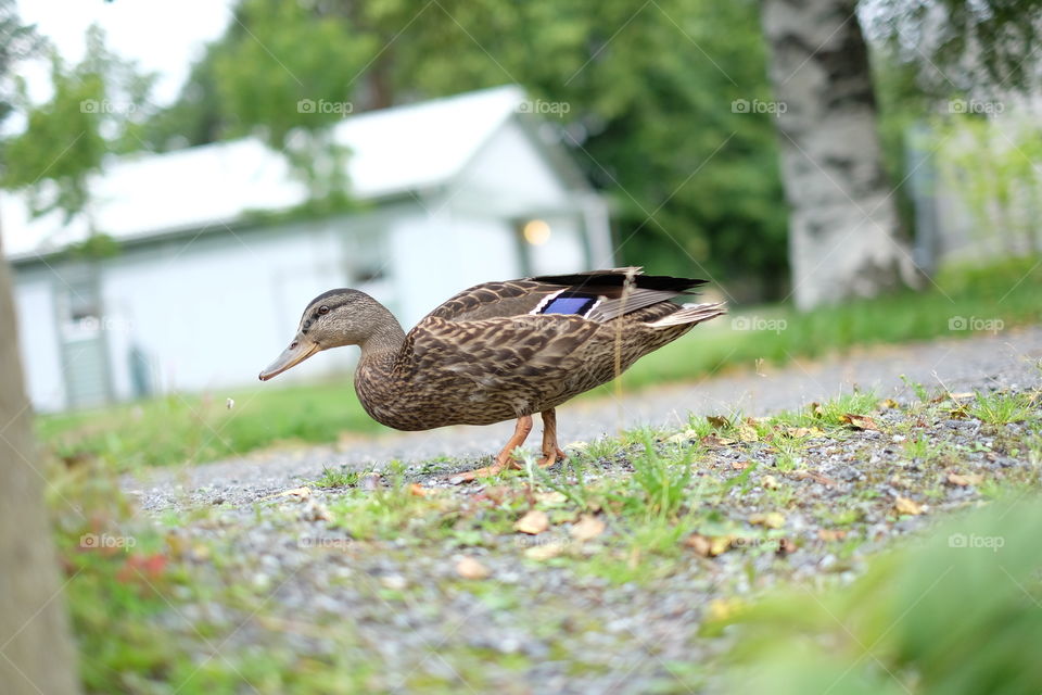 mallard