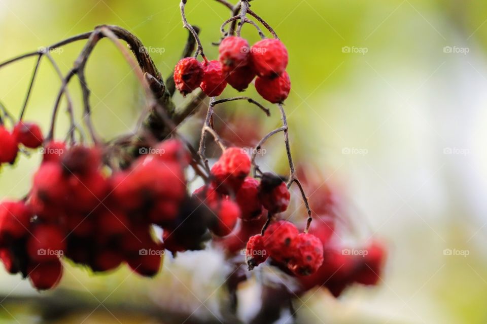 Autumn berry
