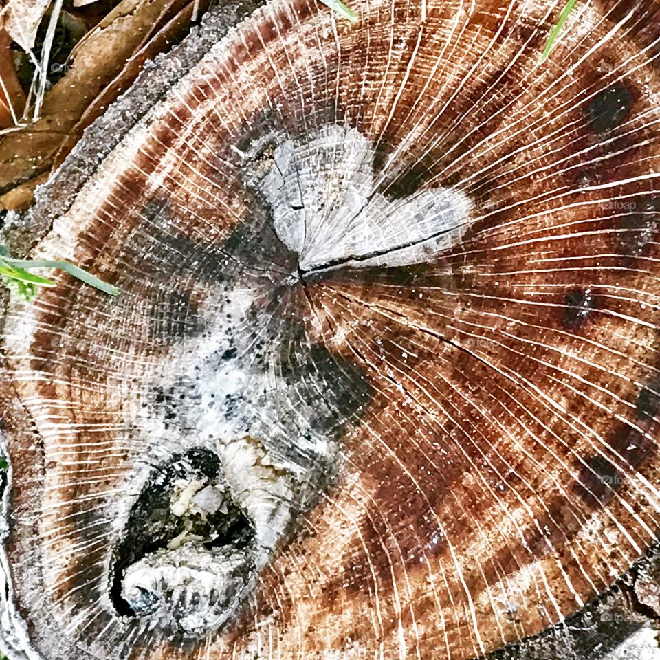 Love all, trust a few, do wrong to none. -William Shakespeare