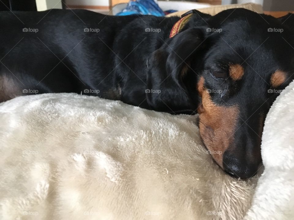 Tired dachshund dog resting