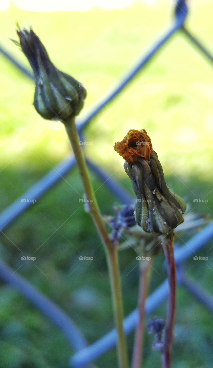 Last dandelion before winter. dandelion frozen into the position