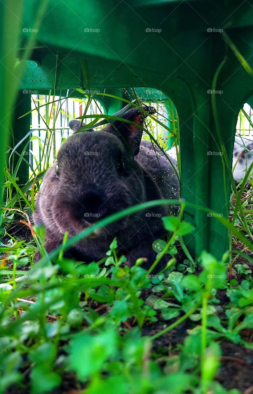 I love greens,you do too?