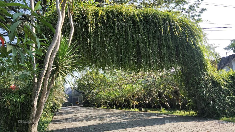 rumah mewah tanaman merambat