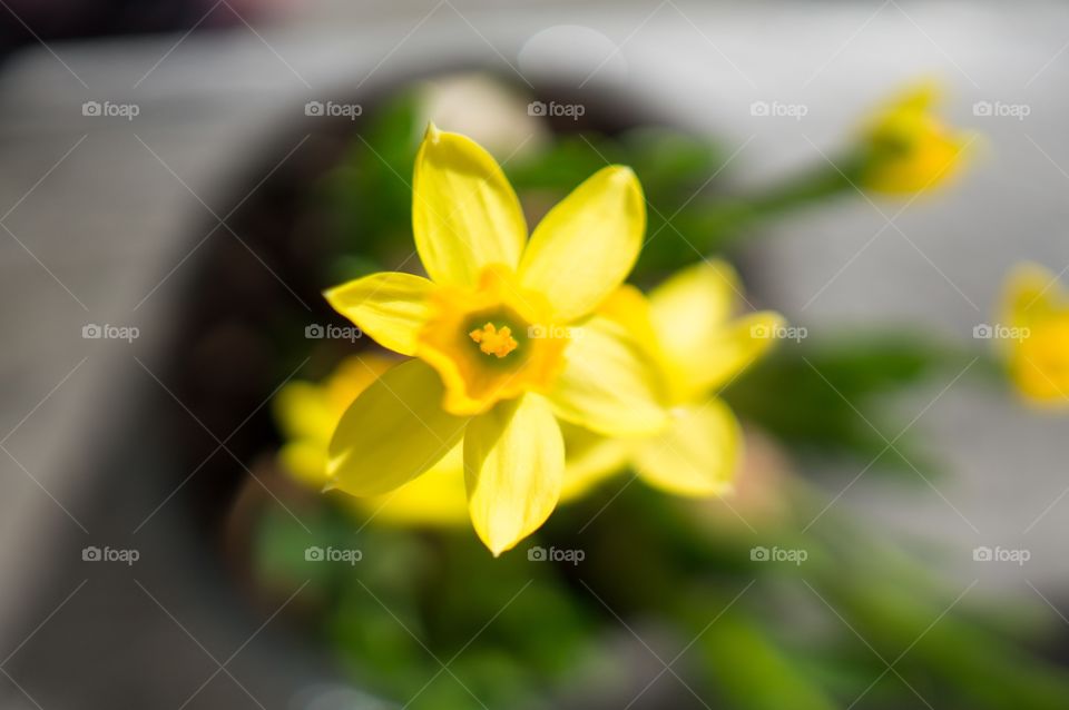 Yellow flower 