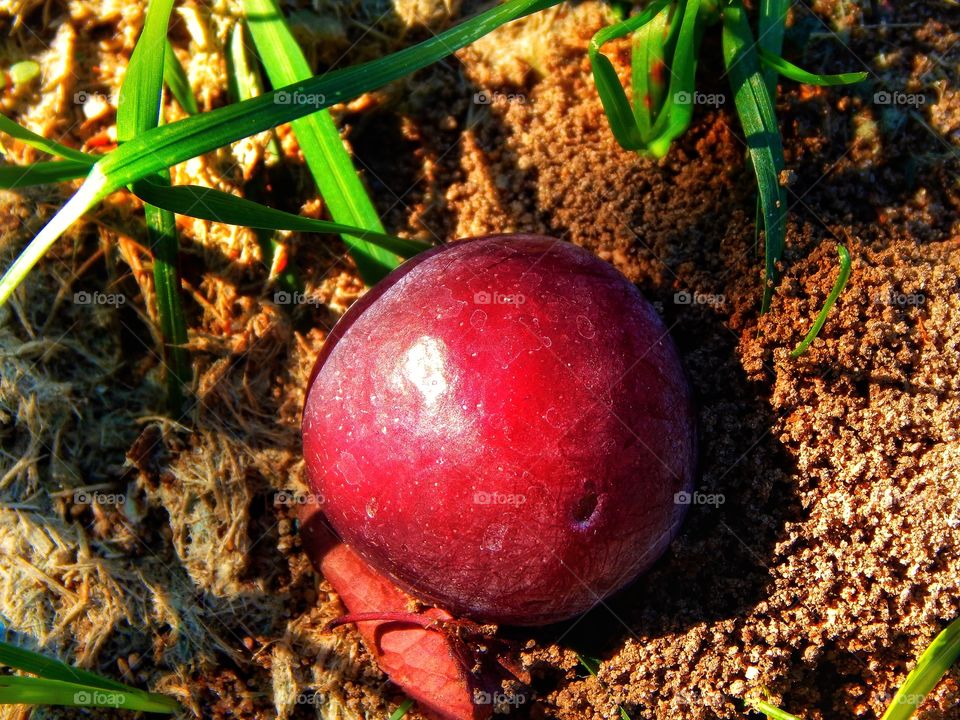 fruit from a tree laying in the grass and dirt