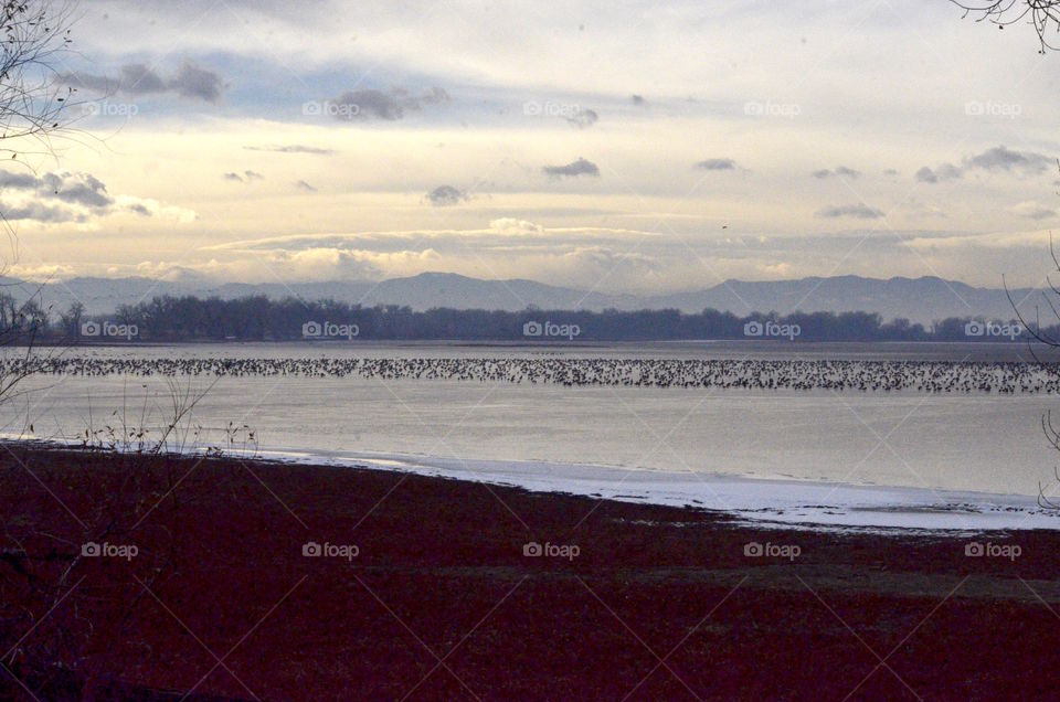 Geese at Barr Lake