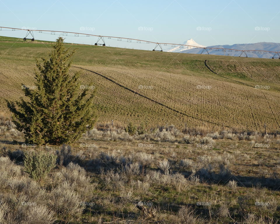 Mt. Jefferson in Oregon's Cascade Mountains overlooks an Eastern Oregon farm on a rolling hill with a wheel line irrigation system on a sunny spring morning. 
