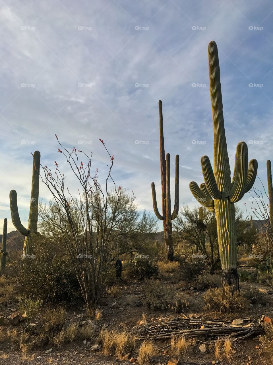 Nature - Desert Landscape 