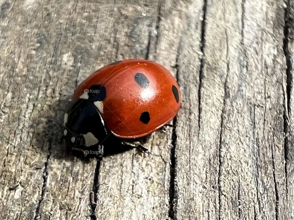 Ladybug