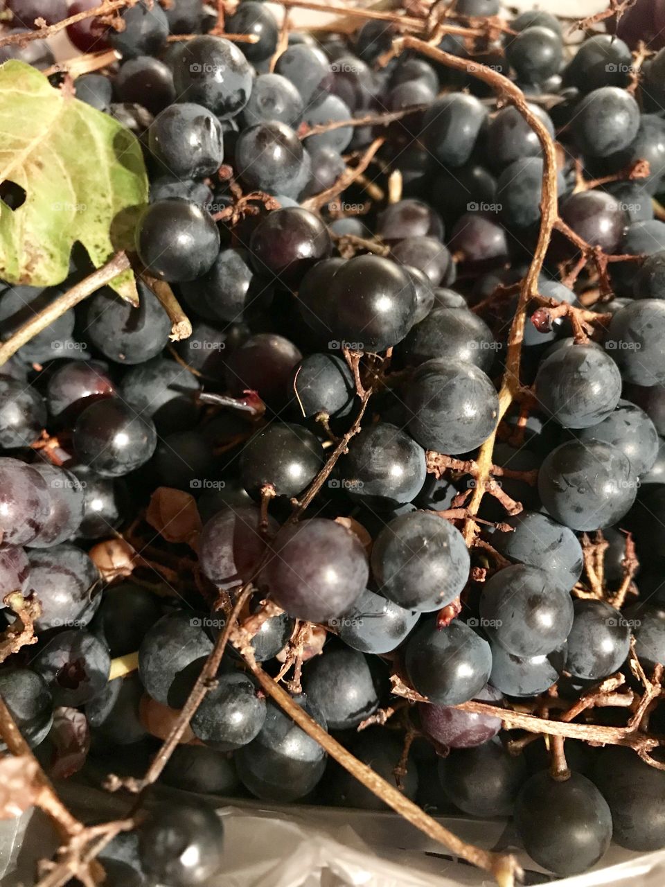Wild grapes