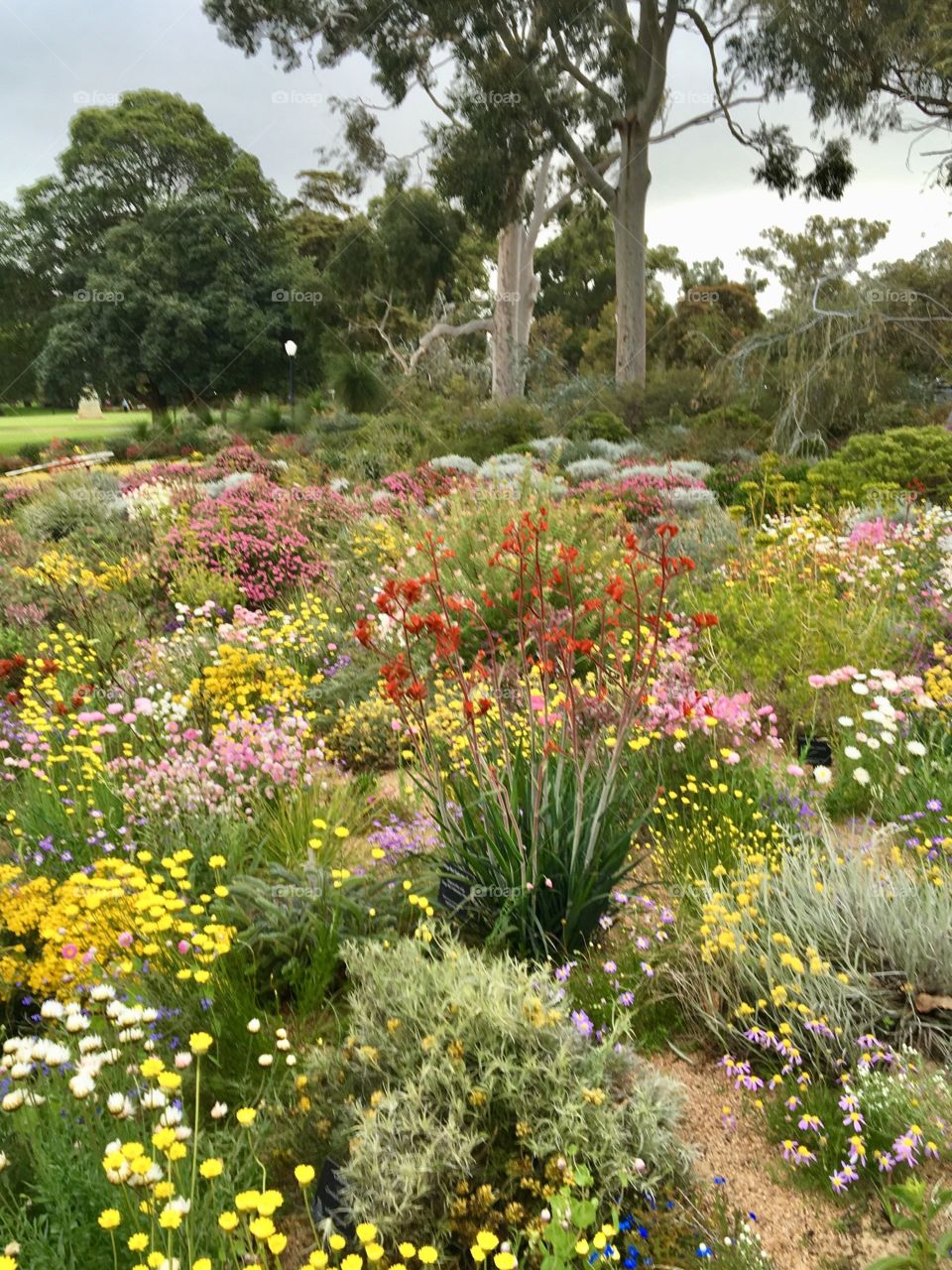 Botanical garden in Kings Park, Perth Western Australia.