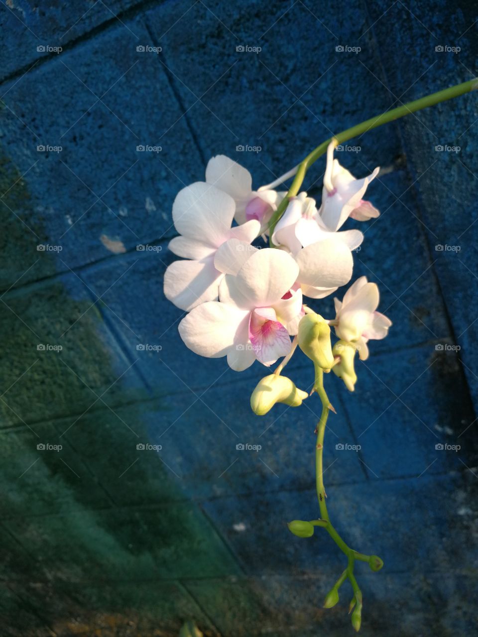 Orchid