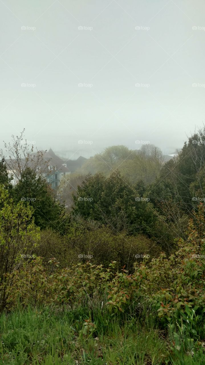 Landscape, Tree, Fog, Nature, No Person