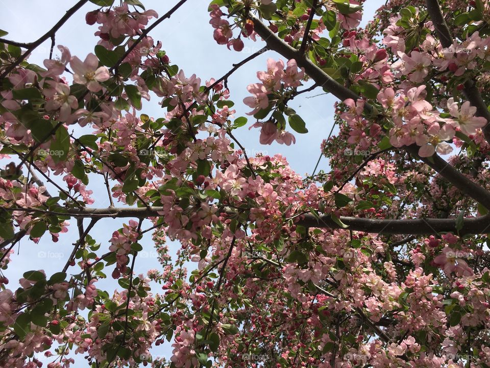 Blossoms in CT in early May