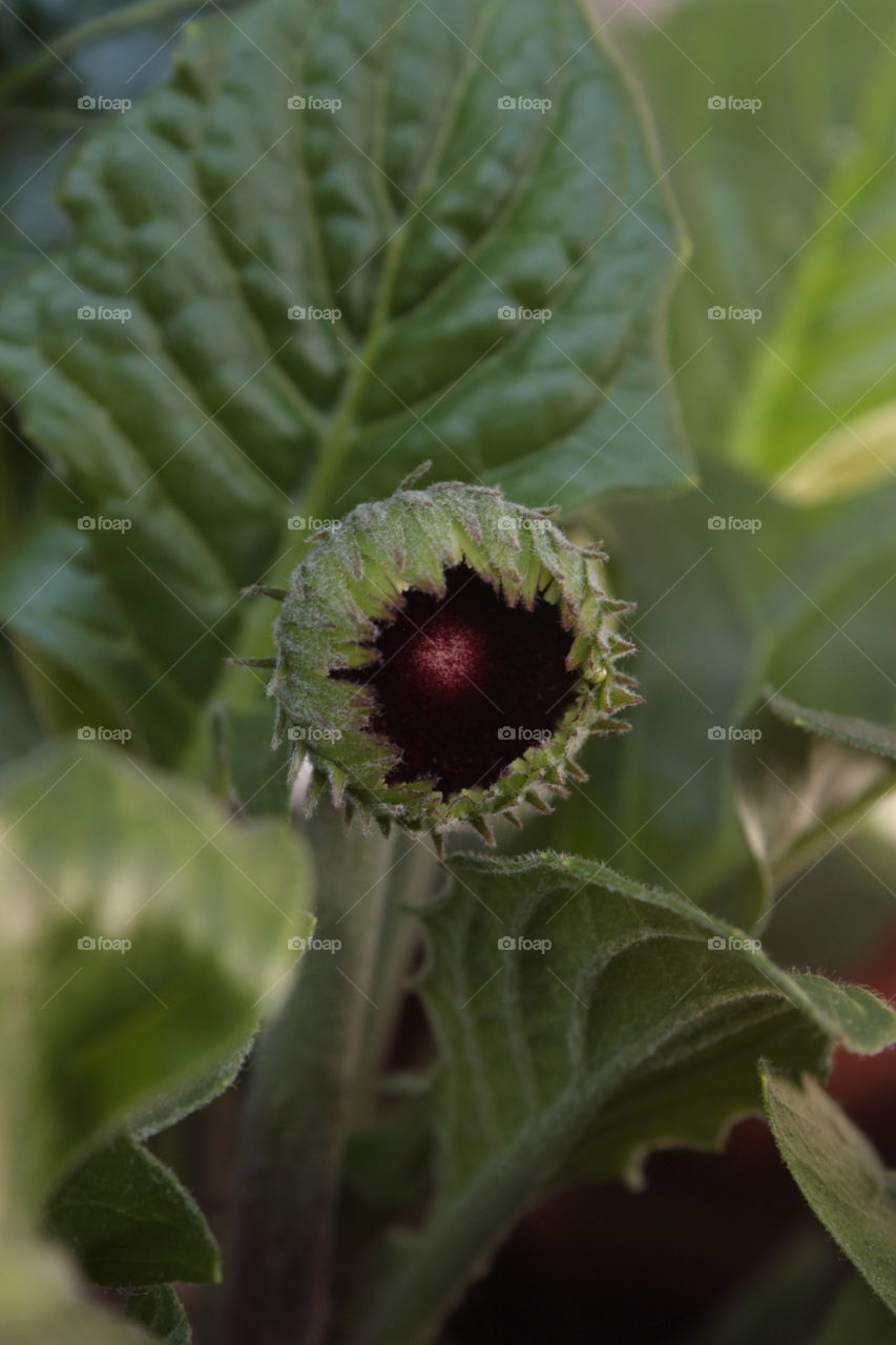 A blooming bud of gerbera