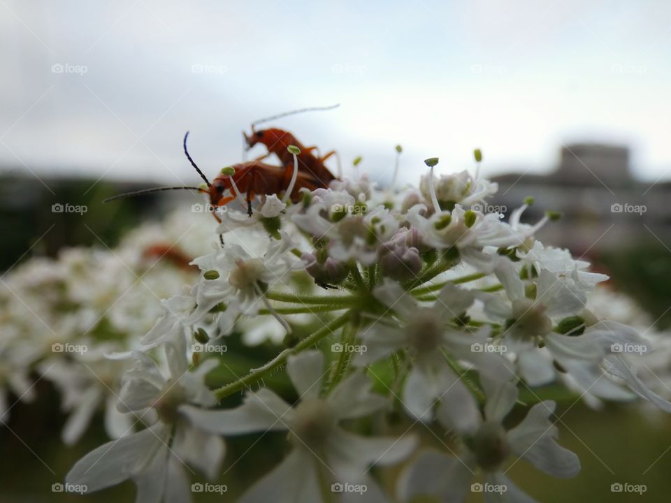 bugs on a flower