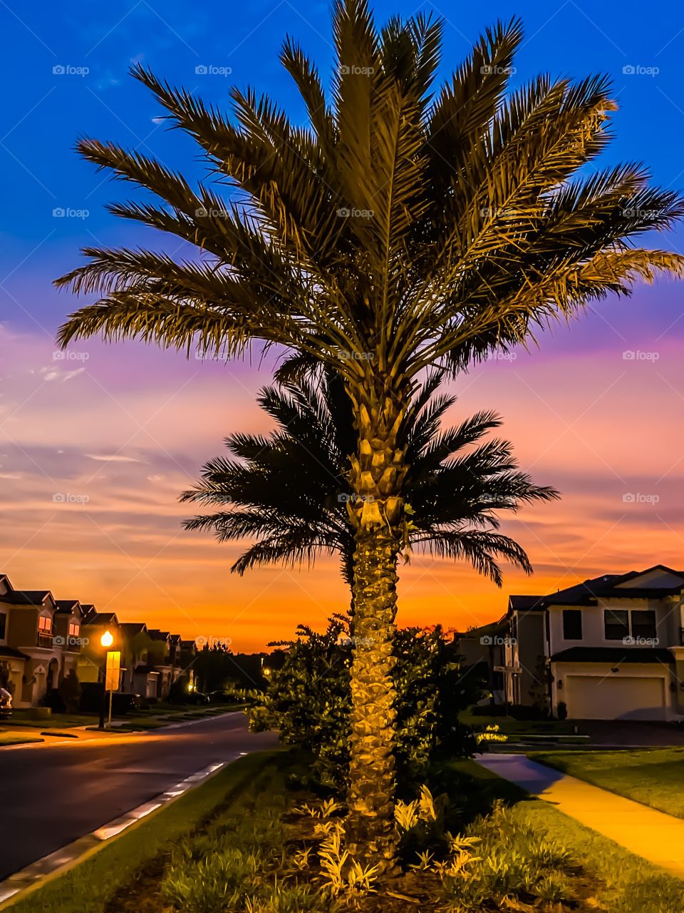 Colorful sunset and palm tree in suburban neighborhood 