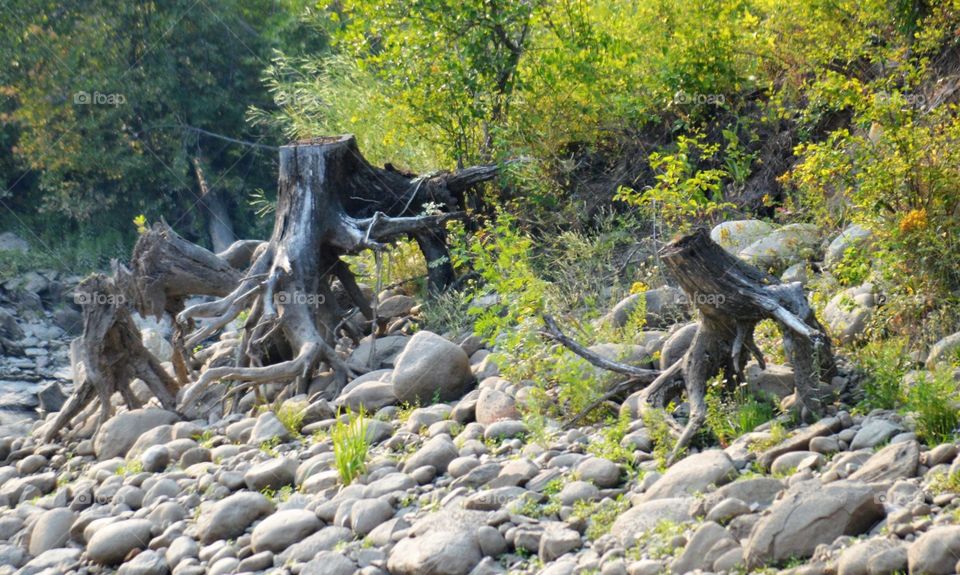 Tree stumps