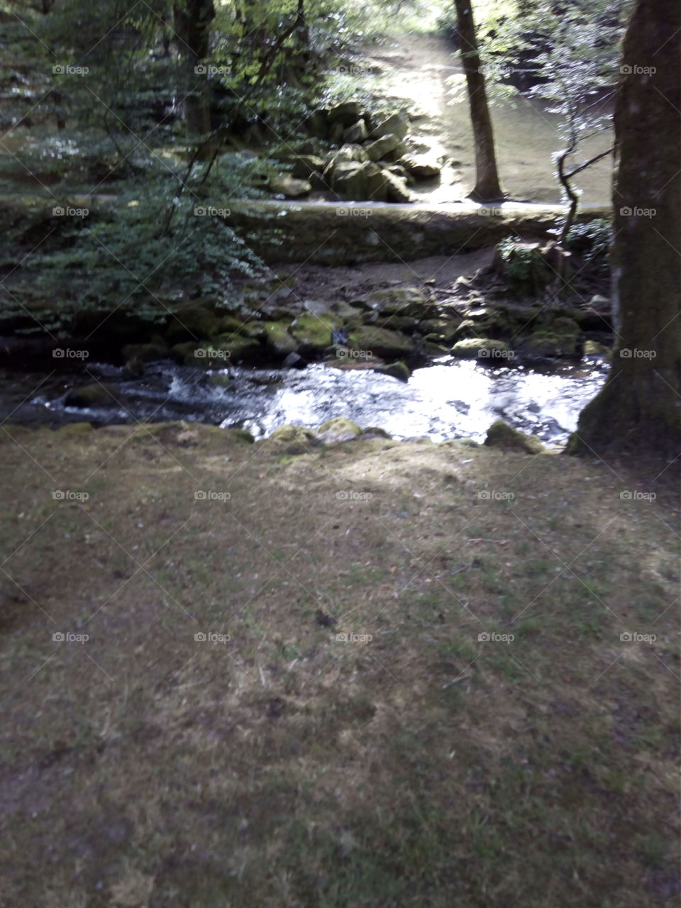 Schwarzwald in Bad Wildbad