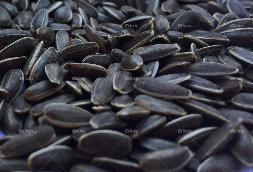 sunflower seed