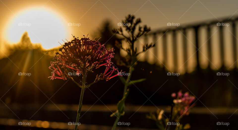 Close-up of flower during sunset