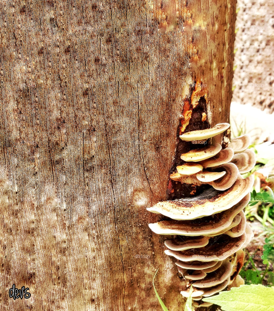 Something that is dead can still be of use to others