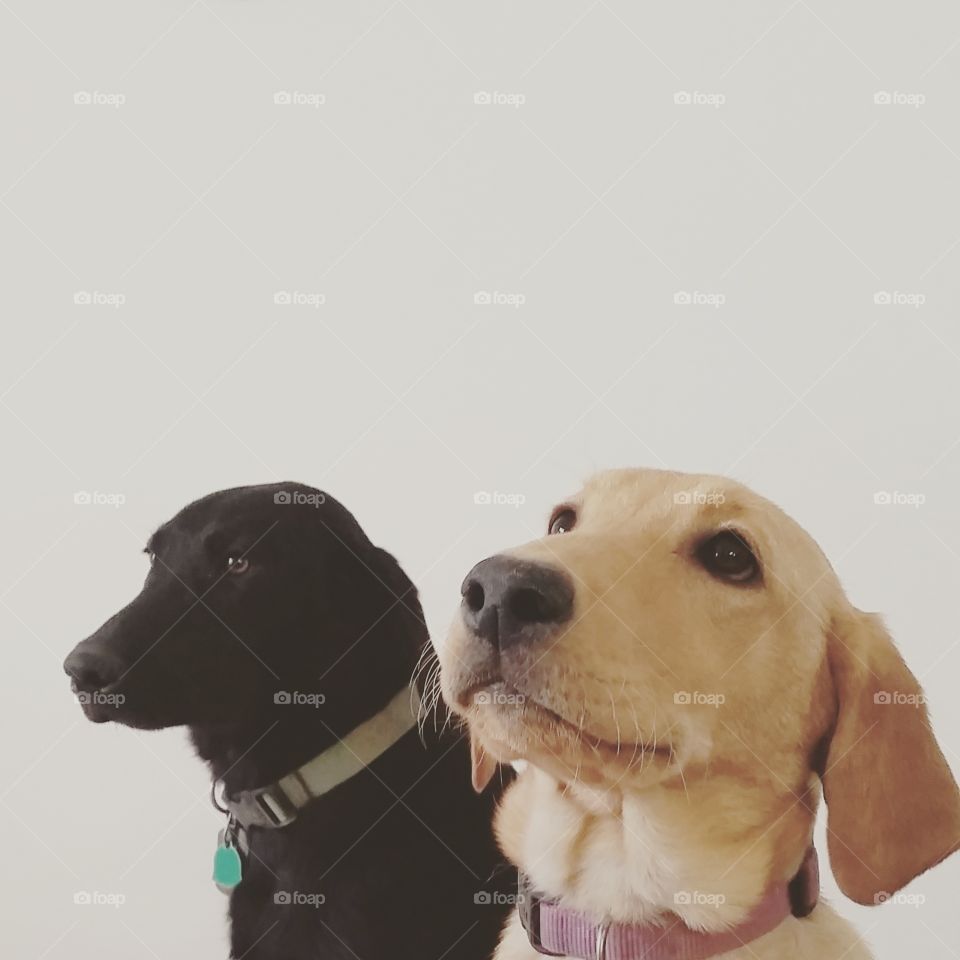 puppy posers