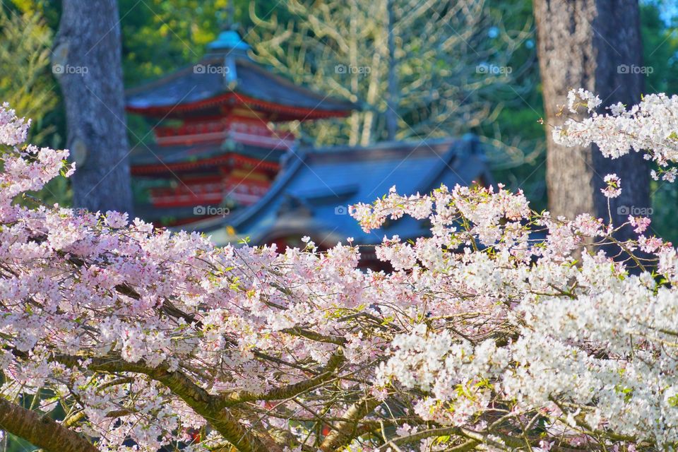 Cherry Blossoms With Shinto Shrine