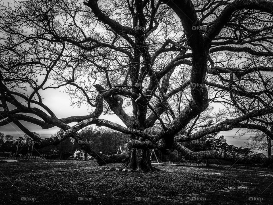 Black and white of a mighty oak tree with beautiful snaking low hanging branches at Centennial Park in Garner North Carolina, Raleigh Triangle area, Wake County. Creepy ambiance.