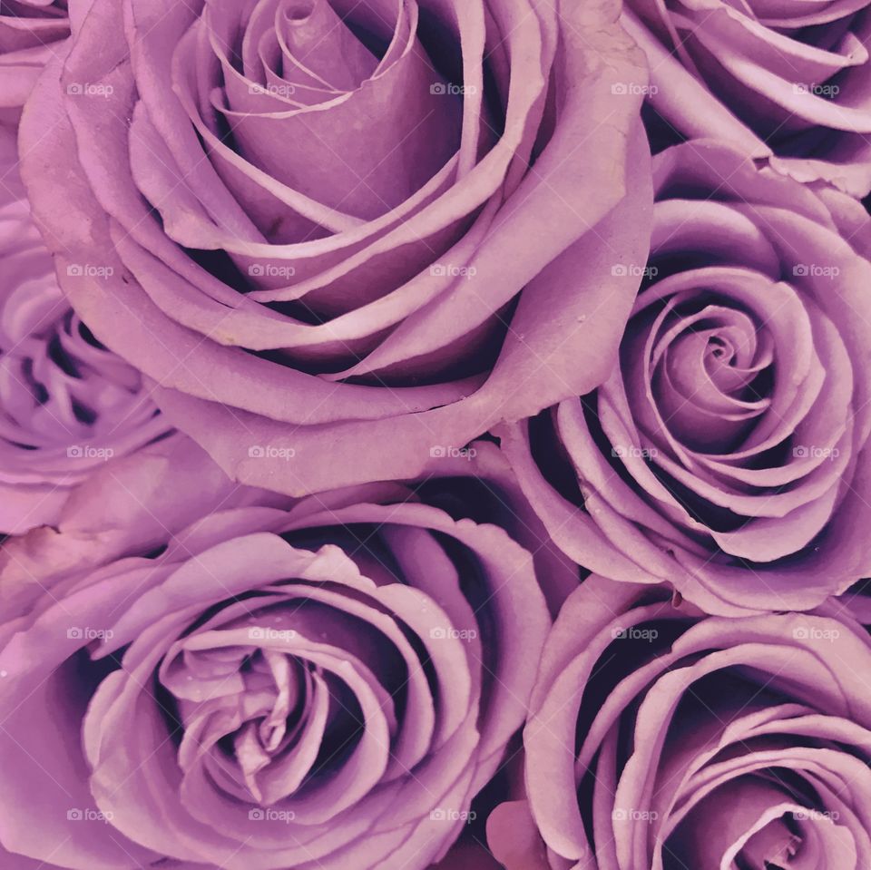 Lavender roses