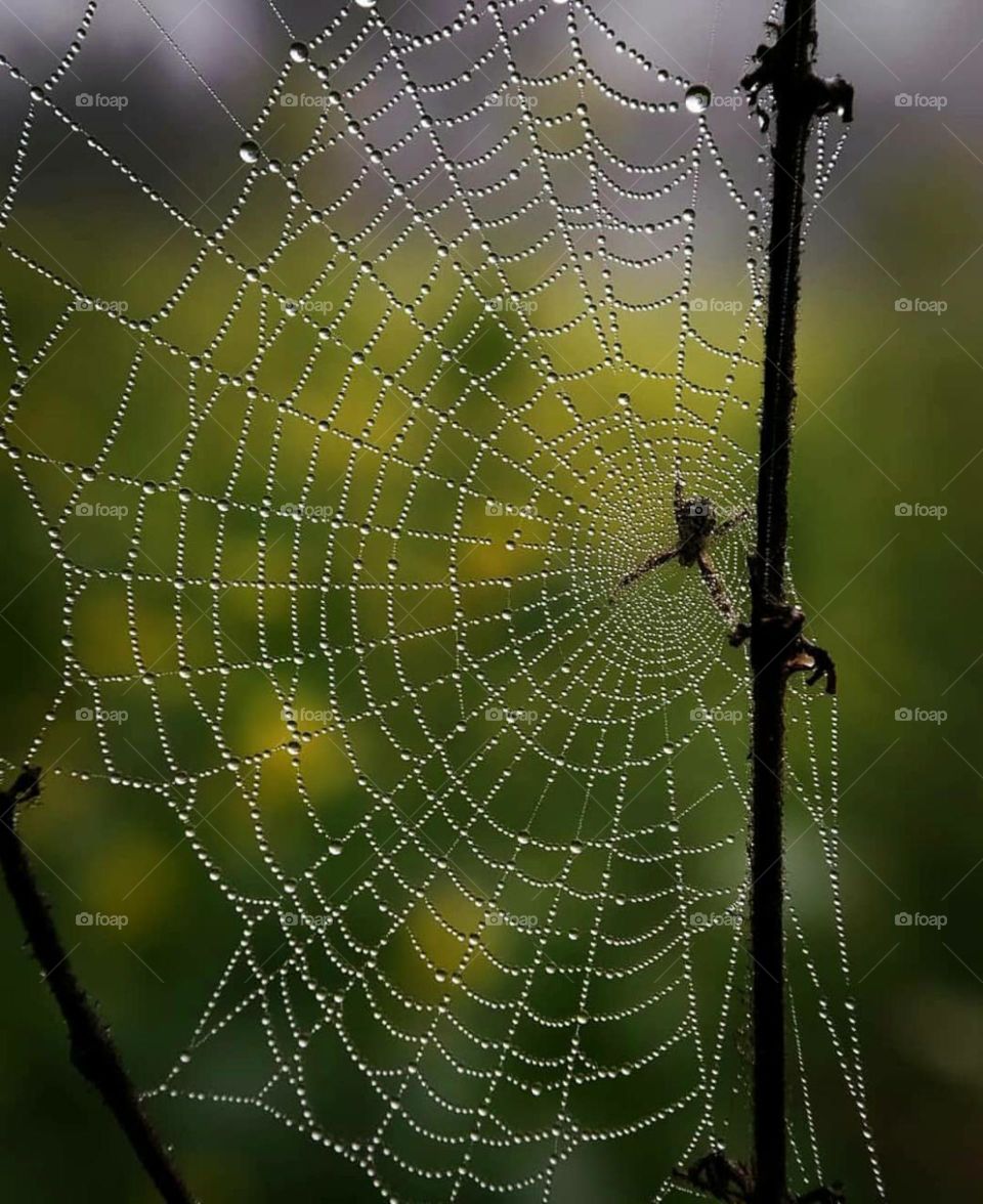 Nature's Architect🕷️🕷️🕷️🕸️🕸️🕸️
