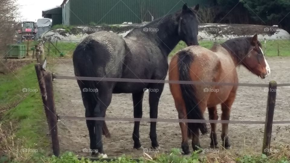 two horses outside in a box