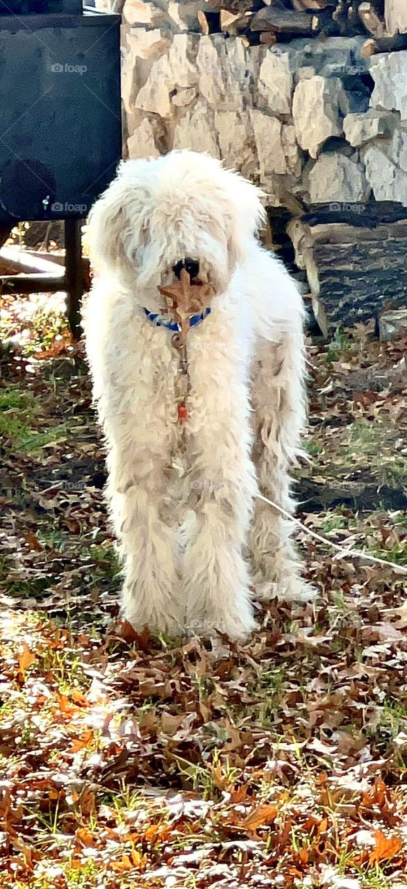 He makes you laugh he is like a horse he pounces like a frog. He stands up and barks at the tv and loves the country. Komondor rare breed dog. Loyal, trusting, hair braided dog. Dog walking mission