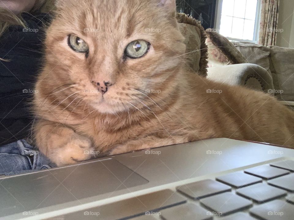 Cat, Pet, Laptop, Kitten, Mammal