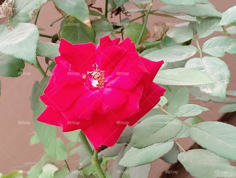 rose pink flower seasonal fresh shurb small size looks very beautiful generally found everywhere