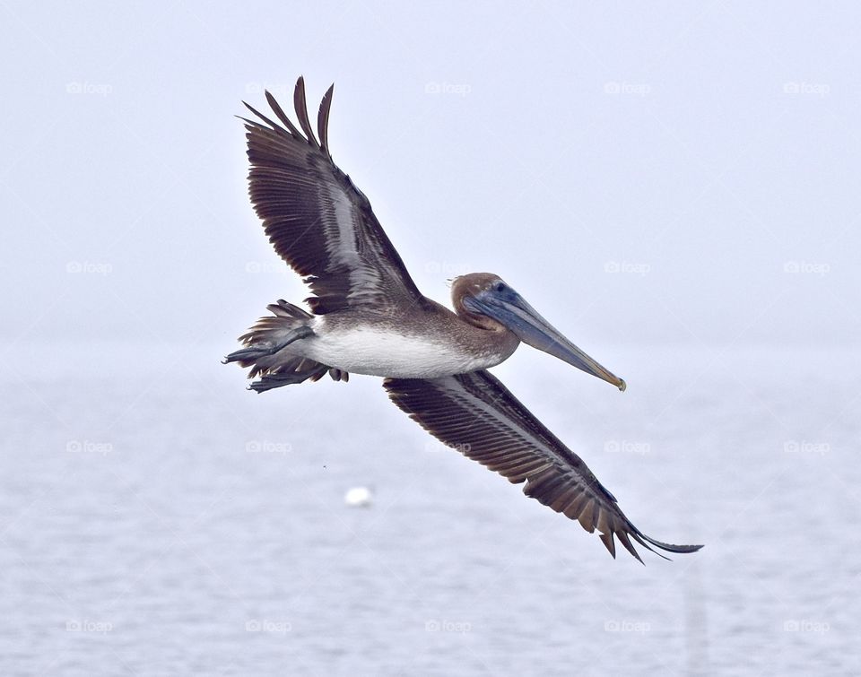 Close-up of a flying pelican