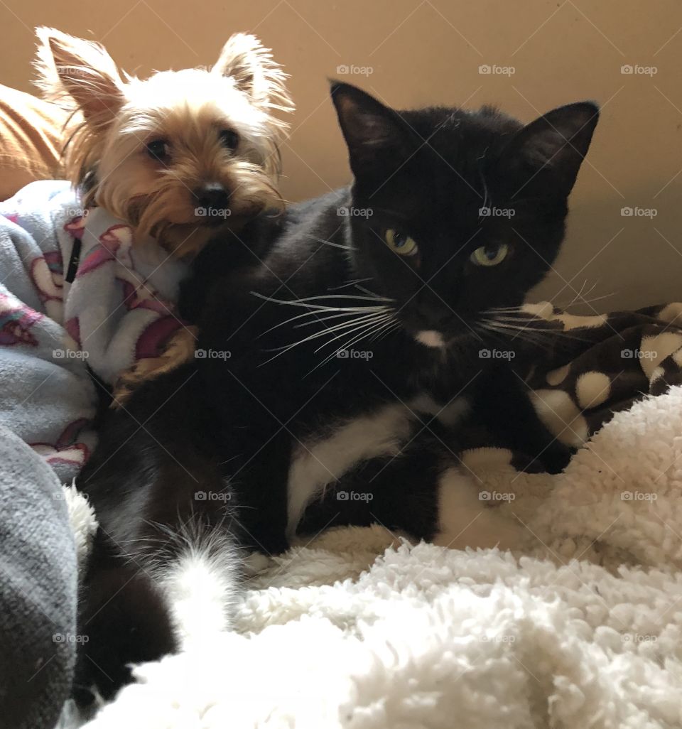 Maisy and Poe cuddling 