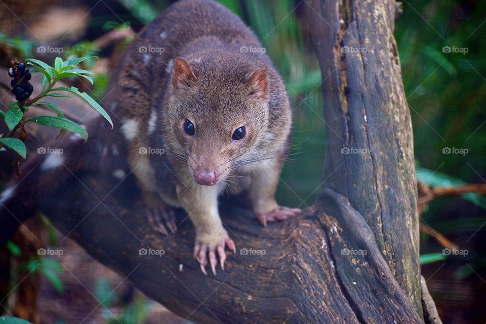 Australian Quoll